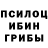 Псилоцибиновые грибы Psilocybe Buzzin Frog